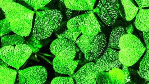 Background with clover for Saint Patrick's day. 4K motion video with a shamrock. Stock Footage 169523700