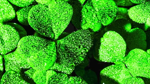 Background with clover for Saint Patrick's day. 4K motion video with a shamrock. Stock Footage 169524096