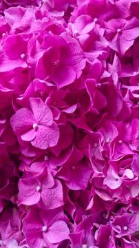 Background cluster of vibrant pink hydrangea flowers in full bloom Stock Photos