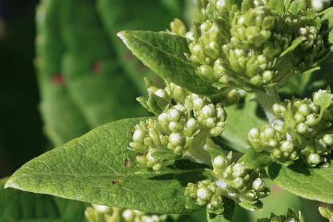 Background of a cluster of white closed hydrangea flowers Foto stock