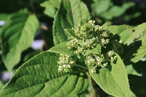 Background of a cluster of white closed hydrangea flowers Foto stock