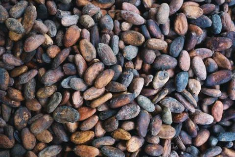 Background of cocoa beans. Stock Photos