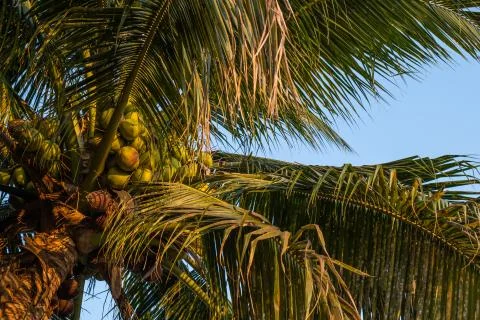 The background of Coconut tree with summer beach Stock Photos