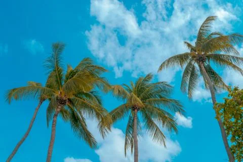 The background of coconut trees with blue sky and beach in the summer holiday Stock Photos