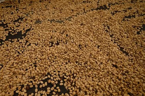 Background of coffee beans when drying, soft focus Stock Photos