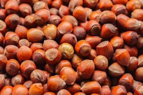 Background with a collection of hazelnuts. Lot of nuts in the shell. 스톡 사진