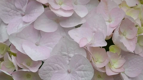 Background color of hydrangeas. Stock Footage 77727819