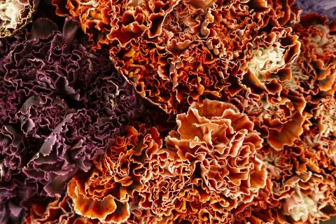 Background of colored carnation flowers Stock Photos