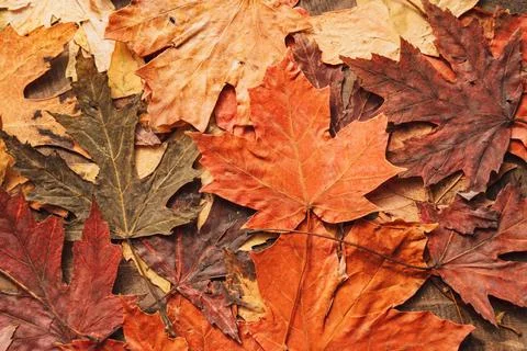 Background of colored dry maple leaves Stock Photos
