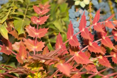 Background colored plants Stock Photos
