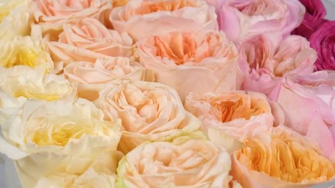 Background of colorful roses, include a pink, yellow and orange colors Stock Footage 84051050