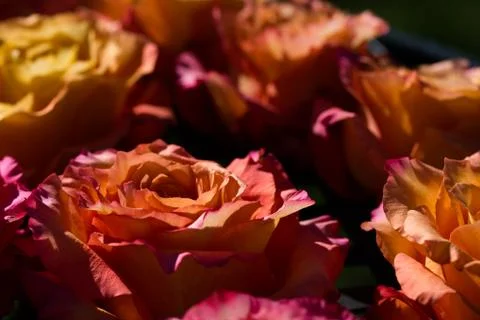 Background composition rose Stock Photos