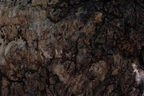 Background Concept, Shade and Shadow on the bark of old wood Foto stock