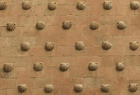 Background of conch shells attached to a wall Stock-Fotos