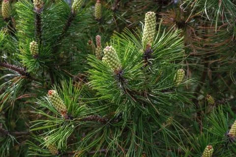 Background of cones and needles. Stock Photos