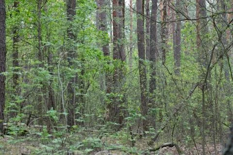 Background coniferous forest in summer. Stock Photos