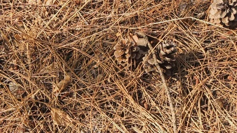 Background. Coniferous needles and cones in a pine forest. Many different big co Stock Footage 120702314