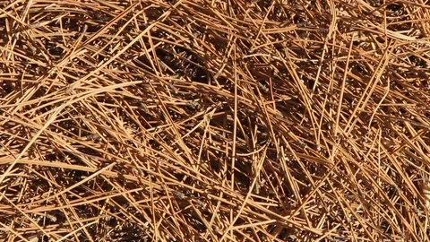 Background. Coniferous needles and cones in a pine forest. Many different big co Stock Footage 120702326