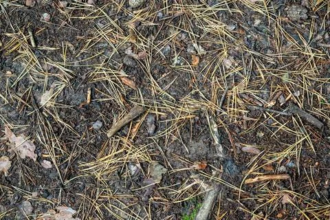 Background of coniferous needles. Stock Photos