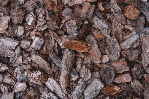 Background from coniferous tree bark pieces. Abstract background texture. Top Stock Photos