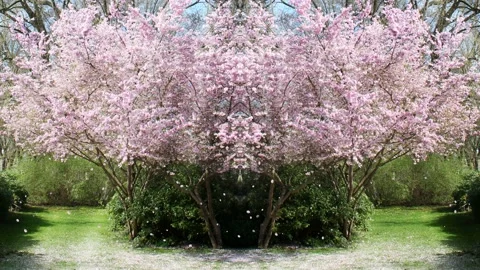 Background consisting of flowering cherrry trees and green grass Stock Footage 160814595