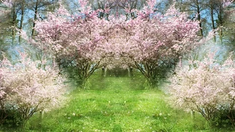 Background consisting of flowering cherrry trees and green grass Stock Footage 160814792