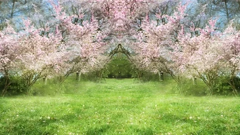 Background consisting of flowering cherrry trees and green grass Stock Footage 160815255