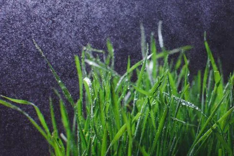 Background from continuous fresh summer green grass against a dark background Stock Photos