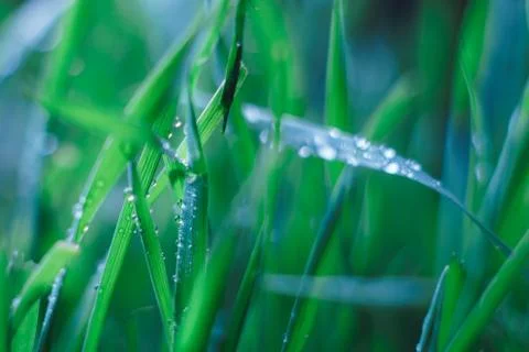 Background from continuous fresh summer green grass against a dark background in 写真素材