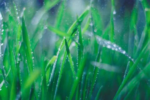 Background from continuous fresh summer green grass against a dark background Stock Photos