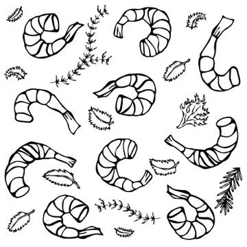 Background with Cooked Shrimps and herbs. Vector Seafood Prawn Realistic Stock Illustration