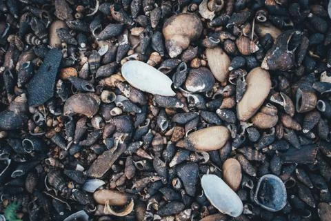 Background of coral reefs and shells on the beach Stock Photos