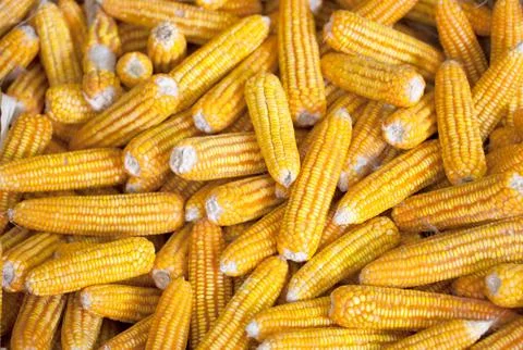 Background of corn cobs, agricultural background Stock Photos