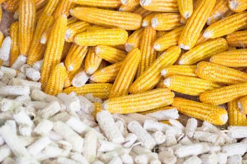 Background of corn cobs, agricultural background Foto stock