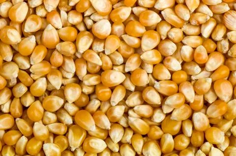 Background of corn grains Stock Photos