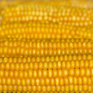 Background of corn heads with grain Stock Photos