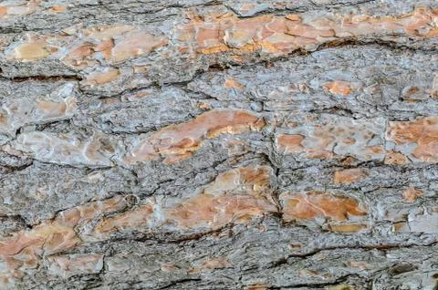 BACKGROUND. CORN OF PINE FOR DESIGNERS AND ARCHITECTS. Stock Photos