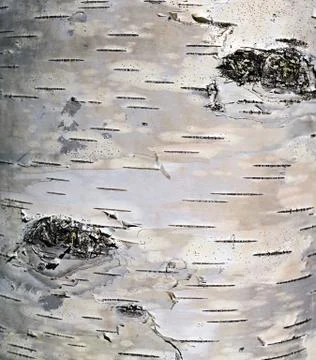 Background cortex tree birch wood Stock Photos