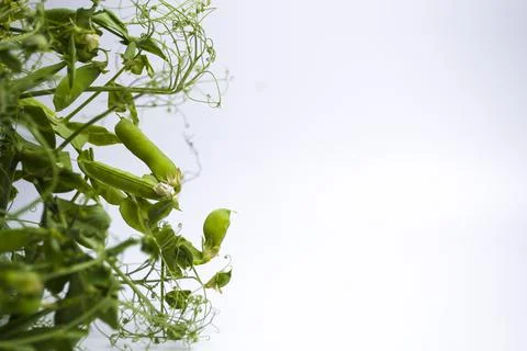 Background for cover page with botanical theme Foto stock