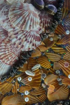 A background covered with colorful shells Stock Photos
