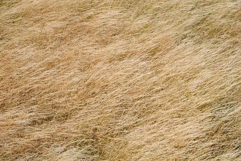 Background created from a close-up of dry grass swaying in the wind. Stock Photos