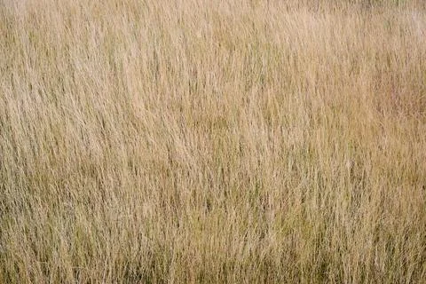 Background created from a close-up of dry grass swaying in the wind. Stock Photos
