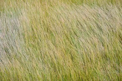 Background created from a close-up of dry grass swaying in the wind. Stock Photos
