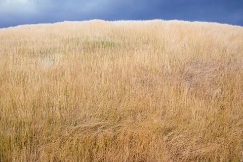 Background created from a close-up of dry grass swaying in the wind. Stock Photos