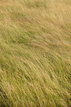 Background created from a close-up of dry grass swaying in the wind. Stock Photos