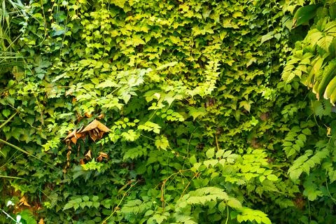 Background of a creeper with large copy space Stock Photos