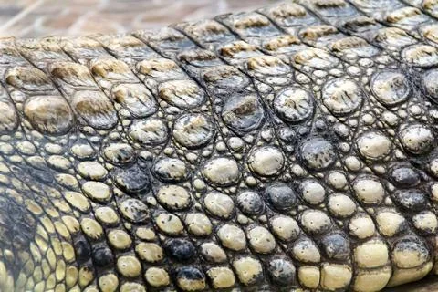 Background of crocodile leather Stock Photos