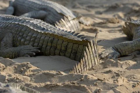 Background of Crocodile Tails Foto stock