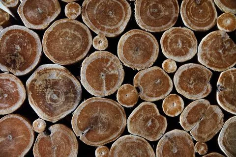 Background cross section tree texture. Wooden background. Wall wooden texture Stock Photos