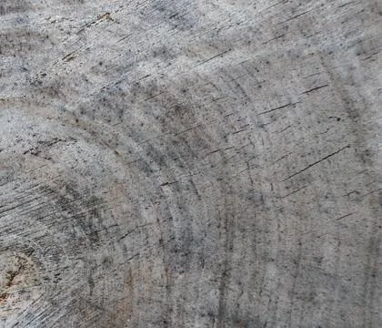 Background from cross section of tree trunk. Abstract texture from the rings  Stock Photos